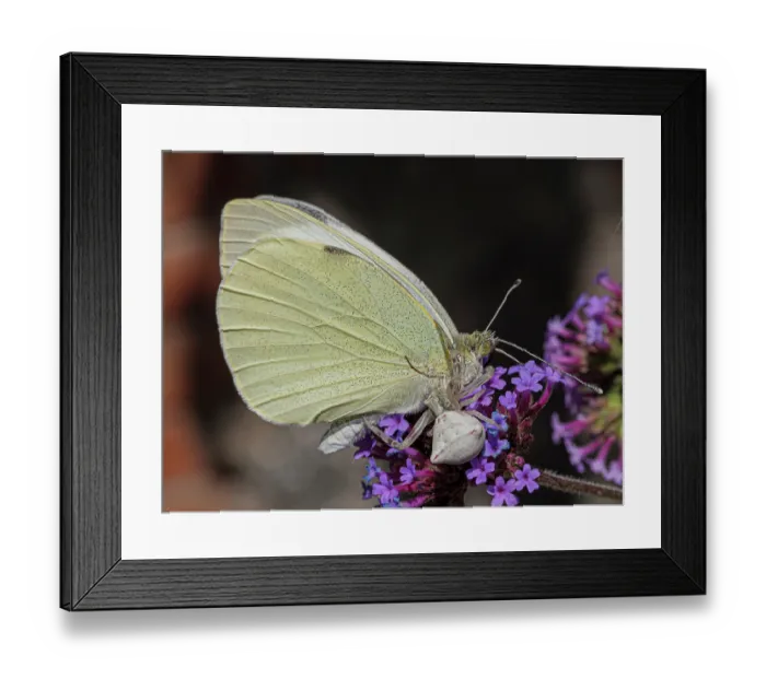 Framed Print : Large white butterfly (Pieris brassicae) male, resting on flower, Podere Montecucco, Orvieto, Umbria, Italy. July Framed Print : Large white butterfly (Pieris brassicae) male, resting on flower, Podere Montecucco, Orvieto, Umbria, Italy. July