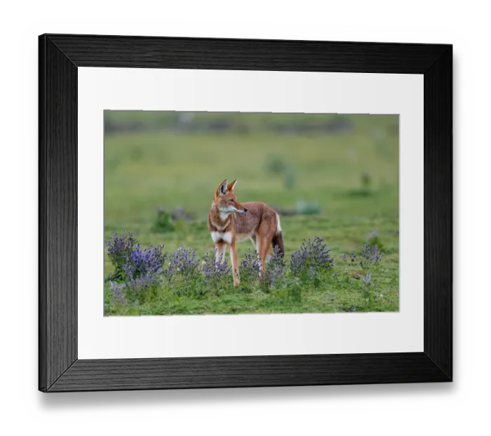 Framed Print : Ethiopian wolf (Canis simensis) standing in grassland among Rift valley sage (Salvia merjamie), Bale Mountains National Park, Ethiopia. Endangered Framed Print : Ethiopian wolf (Canis simensis) standing in grassland among Rift valley sage (Salvia merjamie), Bale Mountains National Park, Ethiopia. Endangered