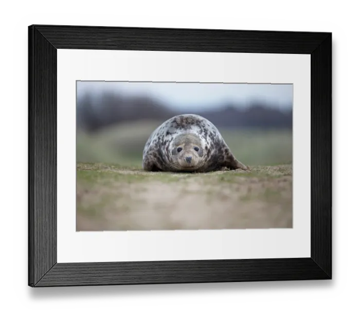Framed Print : Grey seal (Halichoerus grypus) portrait, Norfolk, England, UK. December Framed Print : Grey seal (Halichoerus grypus) portrait, Norfolk, England, UK. December
