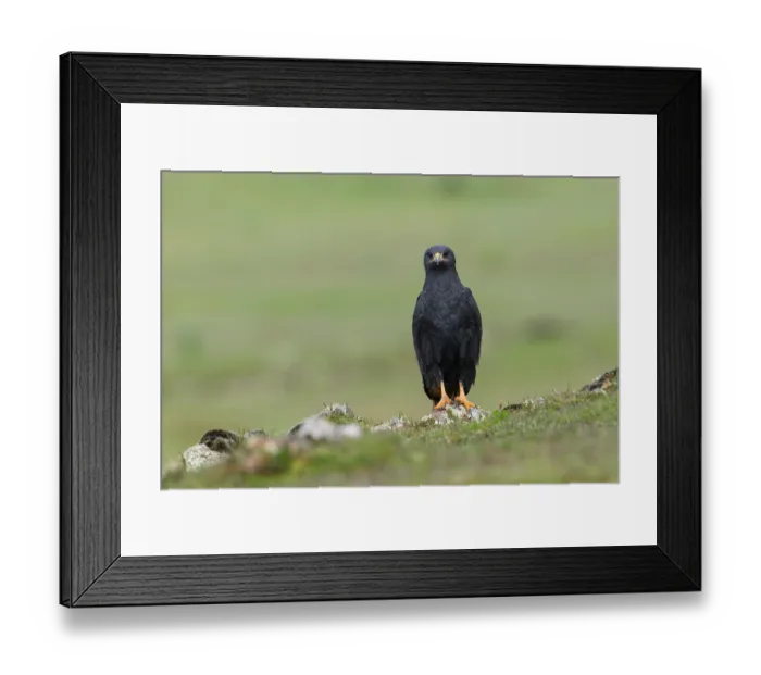 Framed Print : Augur buzzard (Buteo augur) dark morph, perched on rock, Bale Mountains National Park, Ethiopia Framed Print : Augur buzzard (Buteo augur) dark morph, perched on rock, Bale Mountains National Park, Ethiopia