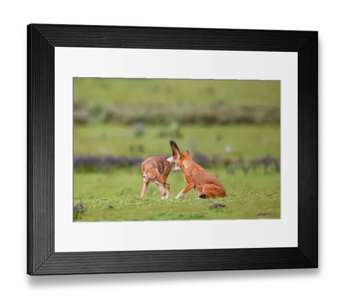 Framed Print : Ethiopian wolf (Canis simensis) subordinate (on the left) greeting dominant female, Bale Mountains National Park, Ethiopia. Endangered