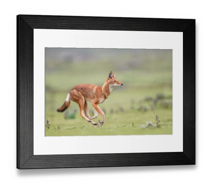 Framed Print : Ethiopian wolf (Canis simensis) running across grassland, Bale Mountains National Park, Ethiopia. Endangered Framed Print : Ethiopian wolf (Canis simensis) running across grassland, Bale Mountains National Park, Ethiopia. Endangered