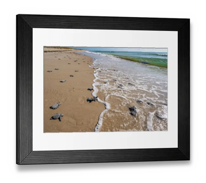 Framed Print : Kemp's ridley turtle (Lepidochelys kempii) hatchlings making their way to the sea, Rancho Nuevo Sea Turtle Sanctuary, Tamaulipas, Mexico. Critically endangered Framed Print : Kemp's ridley turtle (Lepidochelys kempii) hatchlings making their way to the sea, Rancho Nuevo Sea Turtle Sanctuary, Tamaulipas, Mexico. Critically endangered