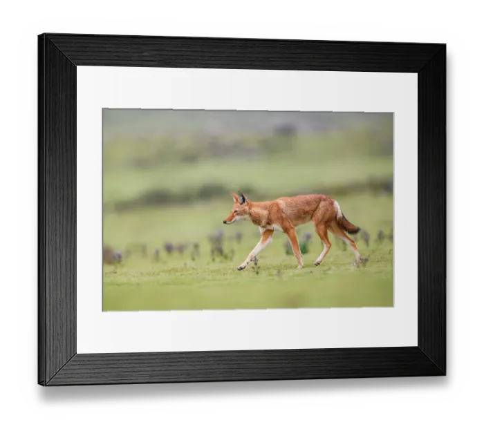 Framed Print : Ethiopian wolf (Canis simensis) walking across grassland, Bale Mountains National Park, Ethiopia. Endangered Framed Print : Ethiopian wolf (Canis simensis) walking across grassland, Bale Mountains National Park, Ethiopia. Endangered