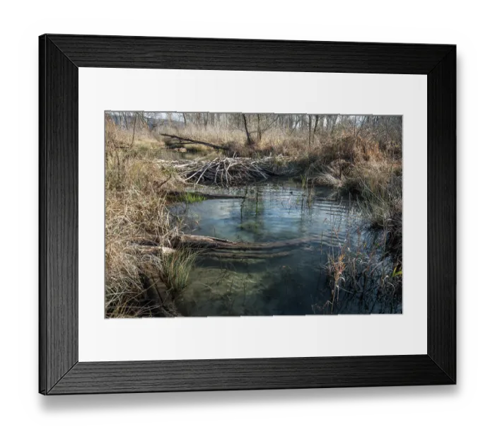Framed Print : European beaver (Castor fiber) dam on river, River Ain, Alps, France. December Framed Print : European beaver (Castor fiber) dam on river, River Ain, Alps, France. December