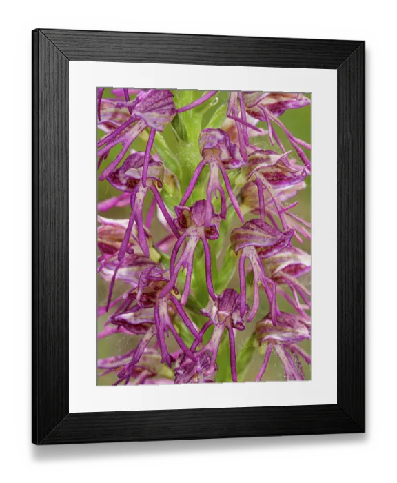 Framed Print : Man and monkey orchid (Orchis x bergonii), Orchis anthropophorum x Orchis.simia hybrid, in flower, Sibillini, Umbria, Italy. May. Focus stacked Framed Print : Man and monkey orchid (Orchis x bergonii), Orchis anthropophorum x Orchis.simia hybrid, in flower, Sibillini, Umbria, Italy. May. Focus stacked