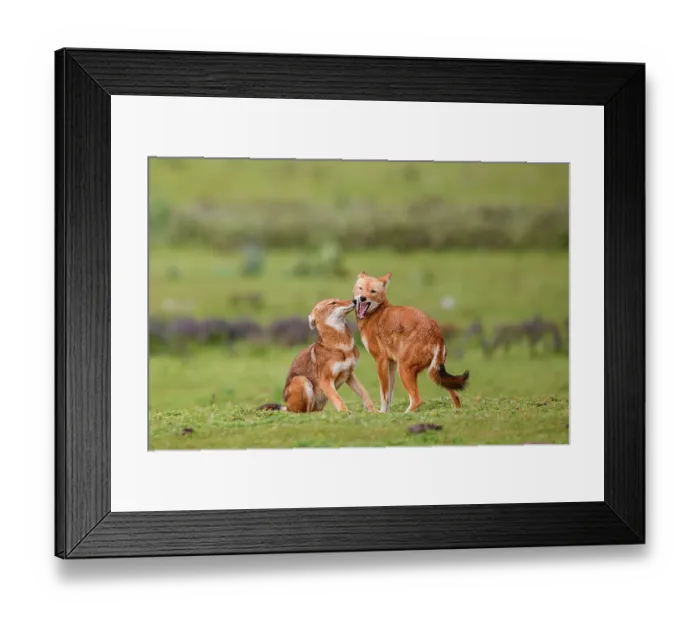 Framed Print : Ethiopian wolf (Canis simensis) subordinate (on the left) greeting dominant female, Bale Mountains National Park, Ethiopia. Endangered Framed Print : Ethiopian wolf (Canis simensis) subordinate (on the left) greeting dominant female, Bale Mountains National Park, Ethiopia. Endangered