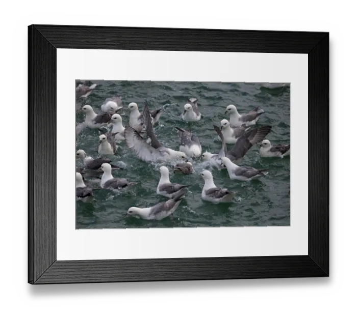 Framed Print : Fulmar (Fulmarus glacialis) flock feeding on water surface, Iceland. June Framed Print : Fulmar (Fulmarus glacialis) flock feeding on water surface, Iceland. June