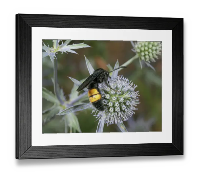 Framed Print : Hairy scolid wasp (Scolia hirta) nectaring on Eryngo (Eryngium sp.), Podere Montecucco, Orvieto, Umbria, Italy. June Framed Print : Hairy scolid wasp (Scolia hirta) nectaring on Eryngo (Eryngium sp.), Podere Montecucco, Orvieto, Umbria, Italy. June