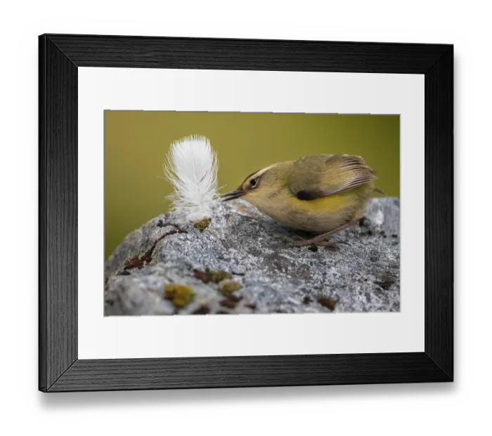 Framed Print : New Zealand rock wren (Xenicus gilviventris) male, perched on rock with feather in beak to use as nesting material, Haast Range, West Coast, New Zealand. Endangered Framed Print : New Zealand rock wren (Xenicus gilviventris) male, perched on rock with feather in beak to use as nesting material, Haast Range, West Coast, New Zealand. Endangered