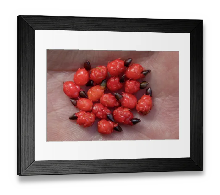 Framed Print : Rimu (Dacrydium cupressinum) seeds in the palm of a hand, collected as supplementary feeding for Kakapo, Whenua Hou / Codfish Island, New Zealand Framed Print : Rimu (Dacrydium cupressinum) seeds in the palm of a hand, collected as supplementary feeding for Kakapo, Whenua Hou / Codfish Island, New Zealand