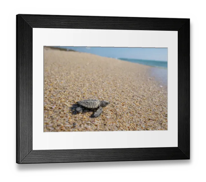 Framed Print : Kemp's ridley turtle (Lepidochelys kempii) hatchling making its way to the sea, Rancho Nuevo Sea Turtle Sanctuary, Tamaulipas, Mexico. Critically endangered Framed Print : Kemp's ridley turtle (Lepidochelys kempii) hatchling making its way to the sea, Rancho Nuevo Sea Turtle Sanctuary, Tamaulipas, Mexico. Critically endangered