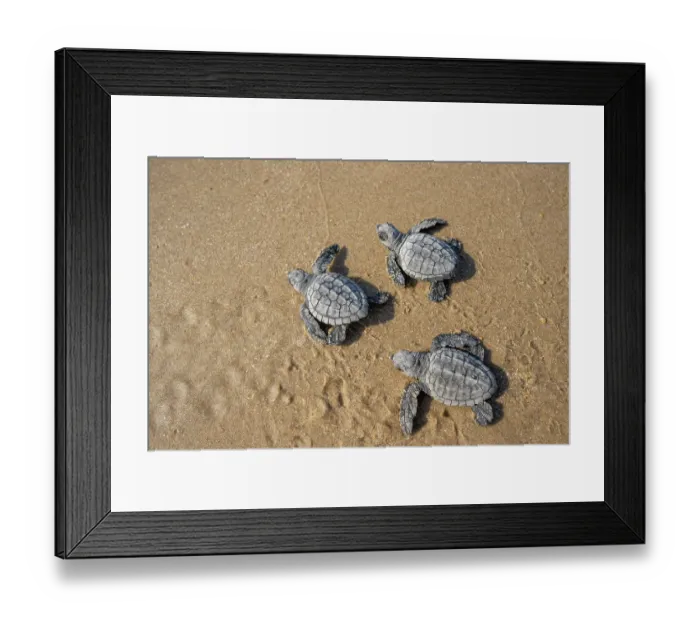 Framed Print : Three Kemp's ridley turtle (Lepidochelys kempii) hatchlings making their way to the sea, Rancho Nuevo Sea Turtle Sanctuary, Tamaulipas, Mexico. Critically endangered