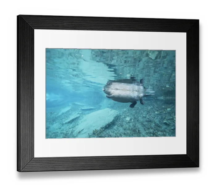 Framed Print : European beaver (Castor fiber) swimming on the surface, underwater view, River Rhone, Alps, France. June Framed Print : European beaver (Castor fiber) swimming on the surface, underwater view, River Rhone, Alps, France. June