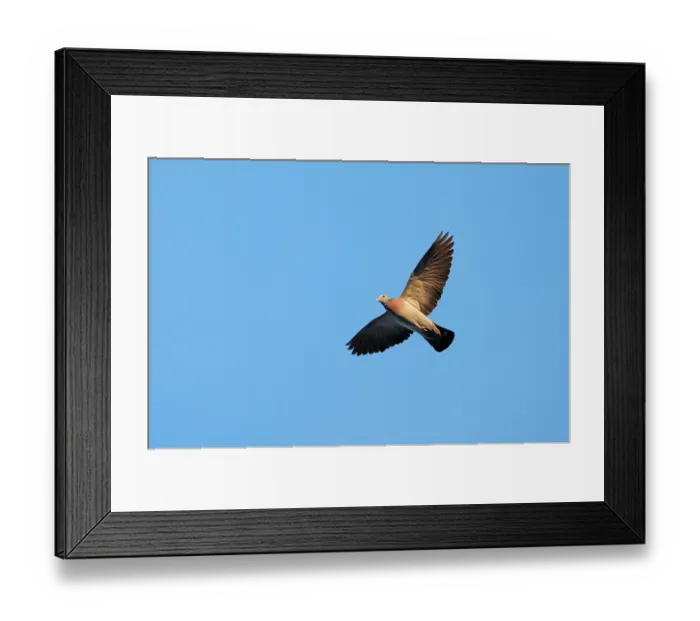 Framed Print : Stock dove (Columba oenas) in flight against blue sky, Denmark. February Framed Print : Stock dove (Columba oenas) in flight against blue sky, Denmark. February