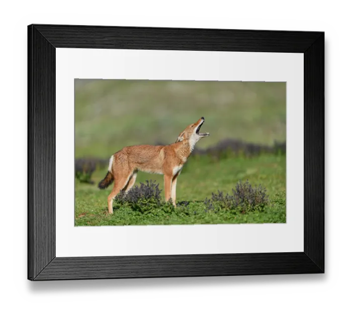 Framed Print : Ethiopian wolf (Canis simensis) calling, Bale Mountains National Park, Ethiopia. Endangered Framed Print : Ethiopian wolf (Canis simensis) calling, Bale Mountains National Park, Ethiopia. Endangered