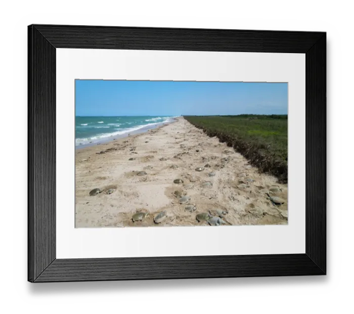 Framed Print : Kemp's ridley turtle (Lepidochelys kempii) females coming ashore in brief daytime arribada, a mass synchronised sea turtle nesting phenomenon, lasting just a few hours Framed Print : Kemp's ridley turtle (Lepidochelys kempii) females coming ashore in brief daytime arribada, a mass synchronised sea turtle nesting phenomenon, lasting just a few hours