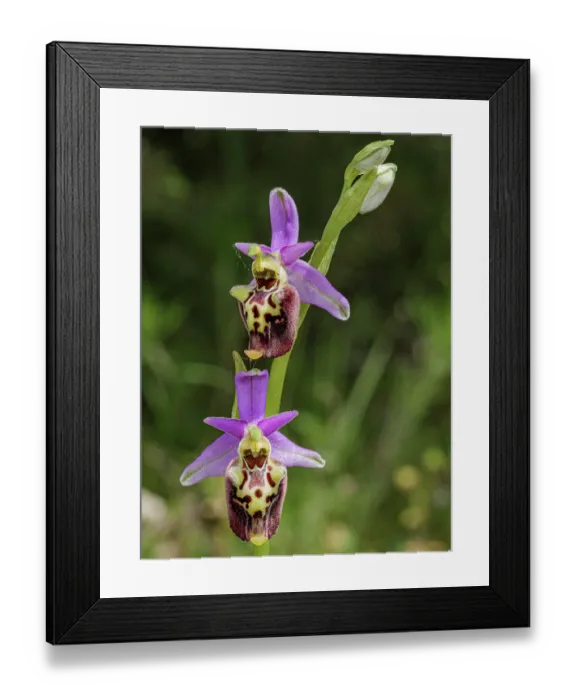 Framed Print : Apennine late spider orchid (Ophrys dinarica) in flower, Preci, Sibillini, Umbria, Italy. May. Focus stacked Framed Print : Apennine late spider orchid (Ophrys dinarica) in flower, Preci, Sibillini, Umbria, Italy. May. Focus stacked