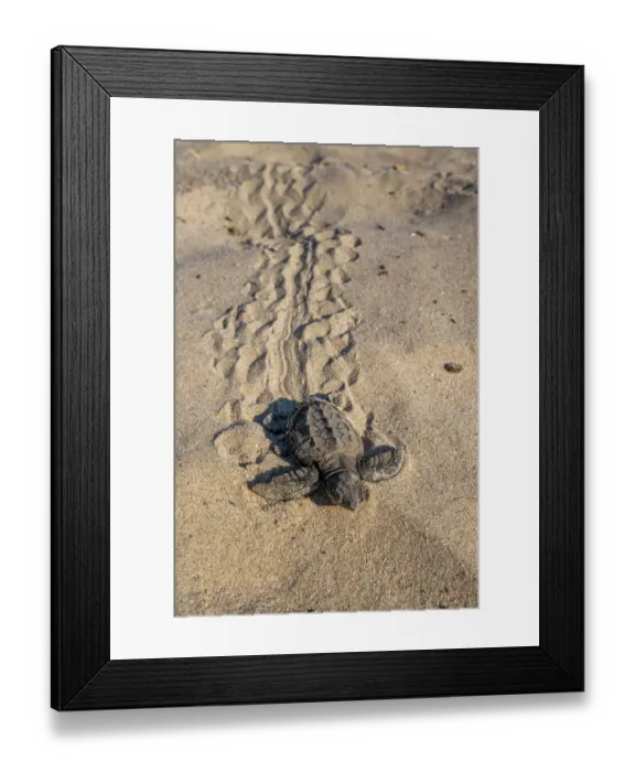 Framed Print : Kemp's ridley turtle (Lepidochelys kempii) hatchling crawling across sand, making its way to the sea, Rancho Nuevo Sea Turtle Sanctuary, Tamaulipas, Mexico. Critically endangered Framed Print : Kemp's ridley turtle (Lepidochelys kempii) hatchling crawling across sand, making its way to the sea, Rancho Nuevo Sea Turtle Sanctuary, Tamaulipas, Mexico. Critically endangered