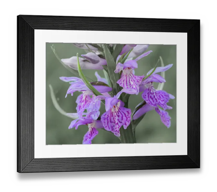 Framed Print : Wedge-lipped marsh orchid (Dactylorhiza maculata saccifera) in flower, Monti della Laga, Abruzzo, Italy. June Framed Print : Wedge-lipped marsh orchid (Dactylorhiza maculata saccifera) in flower, Monti della Laga, Abruzzo, Italy. June