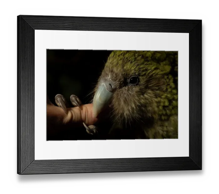 Framed Print : Kakapo (Strigops habroptilus) female aged 5 years, head portrait Framed Print : Kakapo (Strigops habroptilus) female aged 5 years, head portrait