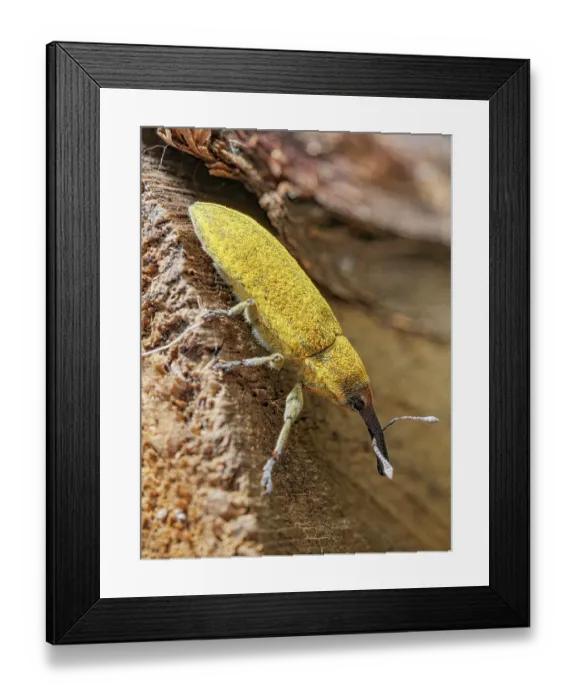 Framed Print : Weevil (Lixus paraplecticus) portrait, Podere Montecucco, Orvieto, Italy. May