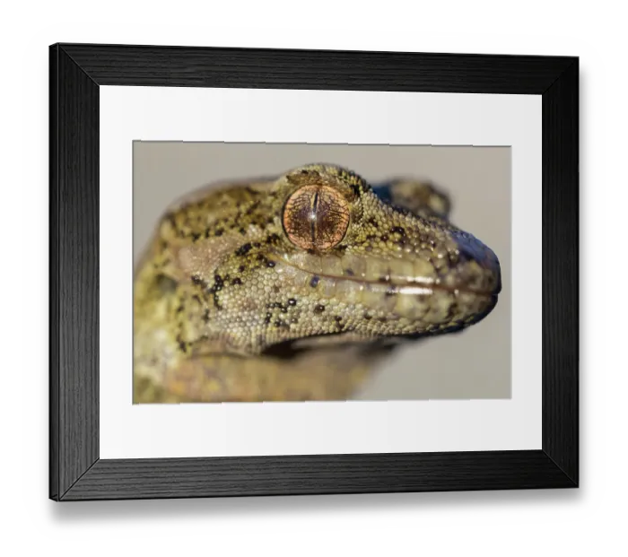 Framed Print : Cascade gecko (Mokopirirakau 'Cascades') head portrait, Haast Range, West Coast, New Zealand Framed Print : Cascade gecko (Mokopirirakau 'Cascades') head portrait, Haast Range, West Coast, New Zealand