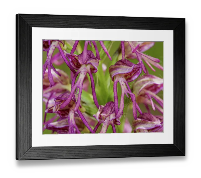 Framed Print : Man and monkey orchid (Orchis x bergonii), Orchis anthropophorum x Orchis.simia hybrid, in flower, Sibillini, Umbria, Italy. May. Focus stacked Framed Print : Man and monkey orchid (Orchis x bergonii), Orchis anthropophorum x Orchis.simia hybrid, in flower, Sibillini, Umbria, Italy. May. Focus stacked
