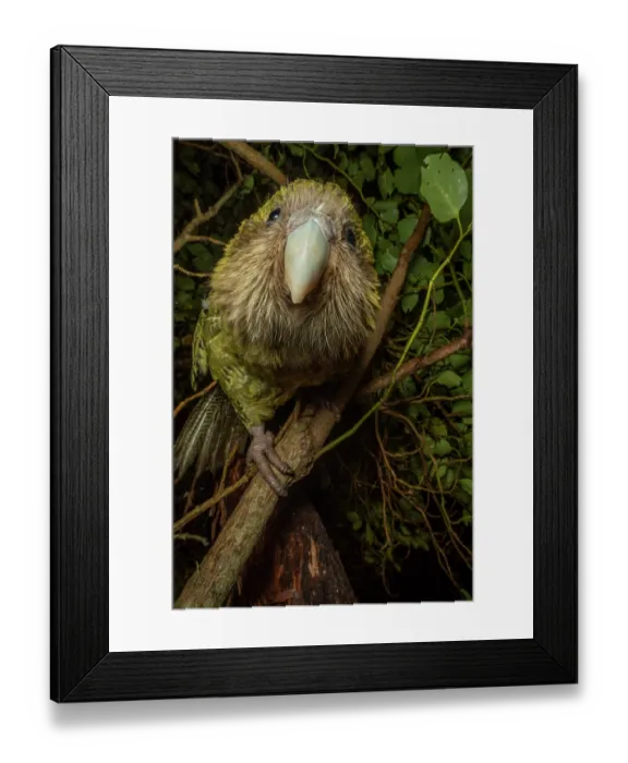 Framed Print : Kakapo (Strigops habroptilus) female aged 5 years, perched on branch Framed Print : Kakapo (Strigops habroptilus) female aged 5 years, perched on branch