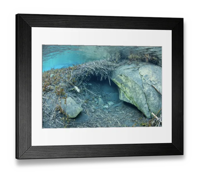 Framed Print : Submerged entrance to a European beaver (Castor fiber) lodge, River Rhone, Alps, France. June Framed Print : Submerged entrance to a European beaver (Castor fiber) lodge, River Rhone, Alps, France. June