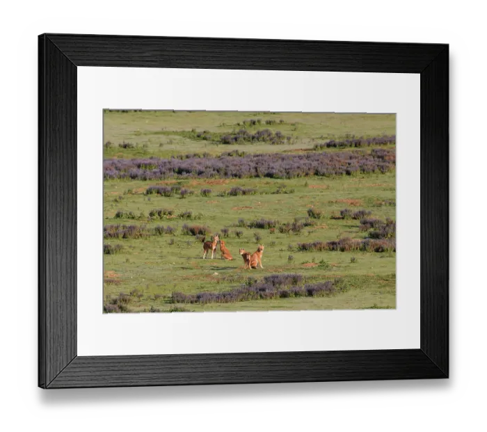 Framed Print : Ethiopian wolf (Canis simensis) pack greeting each other in the early morning sunlight before patrolling their territory borders, Bale Mountains National Park, Ethiopia Framed Print : Ethiopian wolf (Canis simensis) pack greeting each other in the early morning sunlight before patrolling their territory borders, Bale Mountains National Park, Ethiopia