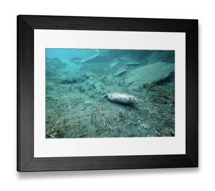 Framed Print : European beaver (Castor fiber) walking over riverbed, River Rhone, Alps, France. June Framed Print : European beaver (Castor fiber) walking over riverbed, River Rhone, Alps, France. June