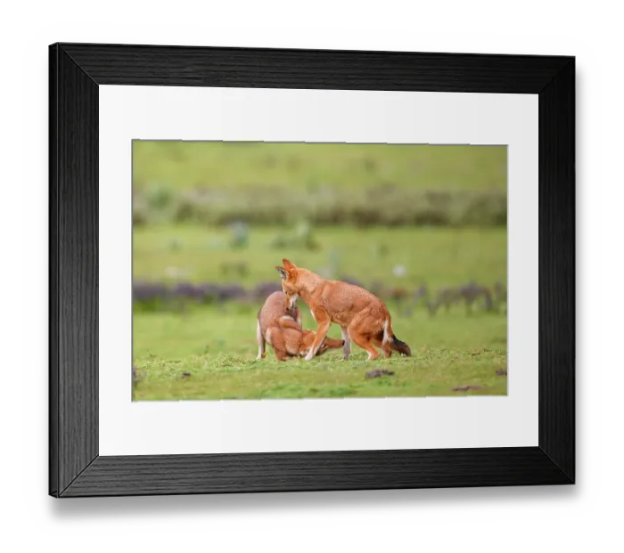Framed Print : Ethiopian wolf (Canis simensis) subordinate (on the left) greeting dominant female, Bale Mountains National Park, Ethiopia. Endangered Framed Print : Ethiopian wolf (Canis simensis) subordinate (on the left) greeting dominant female, Bale Mountains National Park, Ethiopia. Endangered