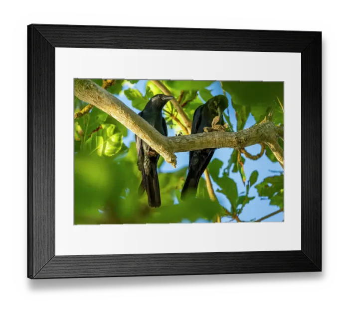 Framed Print : Two Tamaulipas crows (Corvus imparatus) perched in tree, one feeding on Kemp's ridley turtle (Lepidochelys kempii) hatchling, Rancho Nuevo Sea Turtle Sanctuary, Tamaulipas Framed Print : Two Tamaulipas crows (Corvus imparatus) perched in tree, one feeding on Kemp's ridley turtle (Lepidochelys kempii) hatchling, Rancho Nuevo Sea Turtle Sanctuary, Tamaulipas