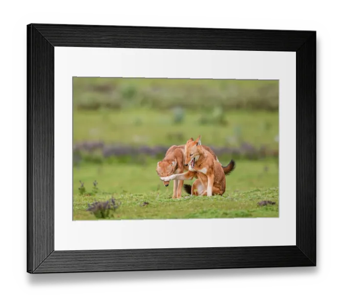 Framed Print : Ethiopian wolf (Canis simensis) subordinate (on the left) greeting dominant female, Bale Mountains National Park, Ethiopia. Endangered Framed Print : Ethiopian wolf (Canis simensis) subordinate (on the left) greeting dominant female, Bale Mountains National Park, Ethiopia. Endangered