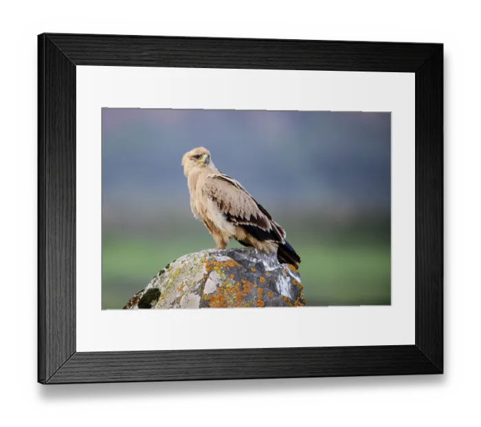 Framed Print : Tawny eagle (Aquila rapax) perched on a rock, Bale Mountains National Park, Ethiopia Framed Print : Tawny eagle (Aquila rapax) perched on a rock, Bale Mountains National Park, Ethiopia