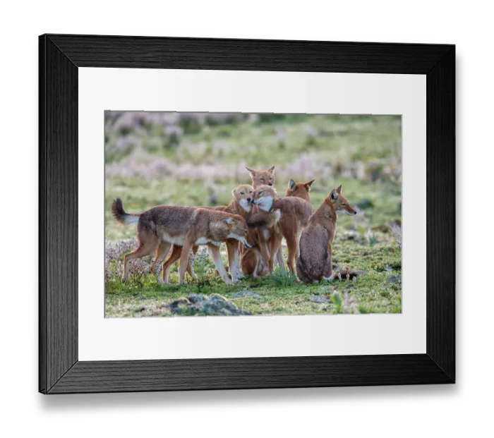 Framed Print : Ethiopian wolf (Canis simensis) pack members greeting each other in the morning, Bale Mountains National Park, Ethiopia. Endangered Framed Print : Ethiopian wolf (Canis simensis) pack members greeting each other in the morning, Bale Mountains National Park, Ethiopia. Endangered