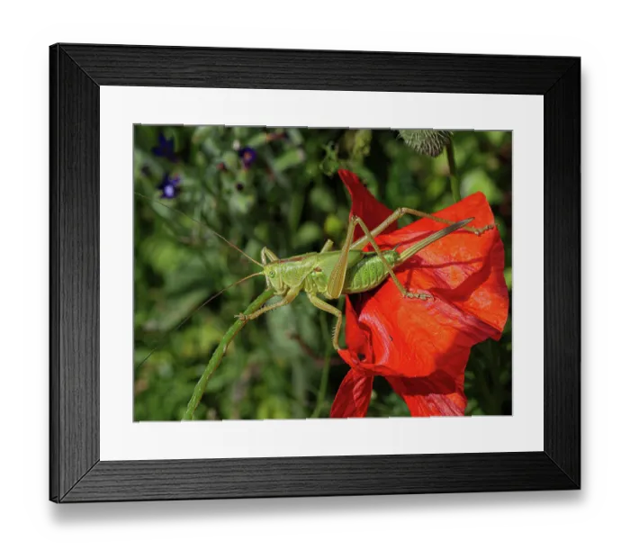 Framed Print : Upland green bush-cricket (Tettigonia cantans) resting on a flower, Podere Montecucco, Orvieto, Umbria, Italy. June Framed Print : Upland green bush-cricket (Tettigonia cantans) resting on a flower, Podere Montecucco, Orvieto, Umbria, Italy. June