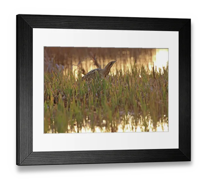 Framed Print : Bittern (Botaurus stellaris) standing among vegetation at water's edge at sunset, Norfolk, England, UK. March Framed Print : Bittern (Botaurus stellaris) standing among vegetation at water's edge at sunset, Norfolk, England, UK. March