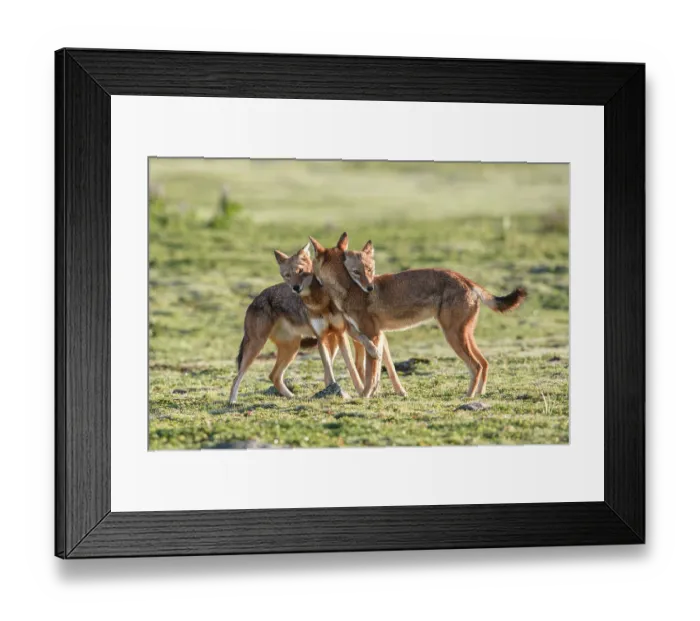 Framed Print : Ethiopian wolf (Canis simensis) pack members greeting each other in the morning, Bale Mountains National Park, Ethiopia. Endangered Framed Print : Ethiopian wolf (Canis simensis) pack members greeting each other in the morning, Bale Mountains National Park, Ethiopia. Endangered