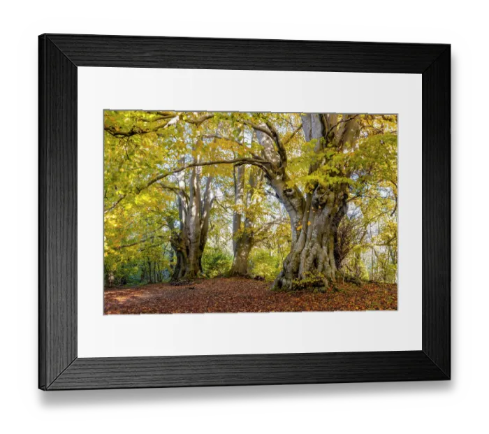 Framed Print : Ancient Beech trees (Fagus sylvatica) in autumn, seasonal study, Lineover Wood, Gloucestershire, UK. November. The second largest Beech tree in England Framed Print : Ancient Beech trees (Fagus sylvatica) in autumn, seasonal study, Lineover Wood, Gloucestershire, UK. November. The second largest Beech tree in England