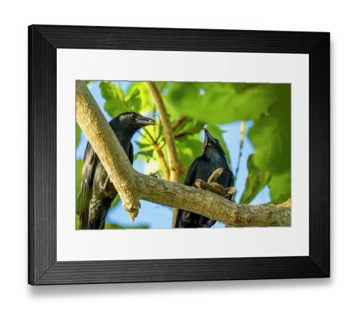 Framed Print : Two Tamaulipas crows (Corvus imparatus) perched in tree, one feeding on Kemp's ridley turtle (Lepidochelys kempii) hatchling, Rancho Nuevo Sea Turtle Sanctuary, Tamaulipas Framed Print : Two Tamaulipas crows (Corvus imparatus) perched in tree, one feeding on Kemp's ridley turtle (Lepidochelys kempii) hatchling, Rancho Nuevo Sea Turtle Sanctuary, Tamaulipas