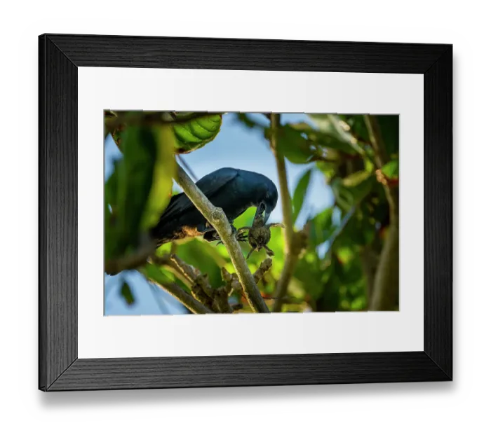 Framed Print : Tamaulipas crow (Corvus imparatus) perched in tree, feeding on Kemp's ridley turtle (Lepidochelys kempii) hatchling, Rancho Nuevo Sea Turtle Sanctuary, Tamaulipas, Mexico Framed Print : Tamaulipas crow (Corvus imparatus) perched in tree, feeding on Kemp's ridley turtle (Lepidochelys kempii) hatchling, Rancho Nuevo Sea Turtle Sanctuary, Tamaulipas, Mexico