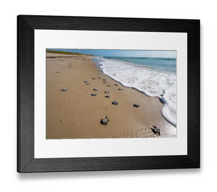 Framed Print : Kemp's ridley turtle (Lepidochelys kempii) hatchlings making their way to the sea, Rancho Nuevo Sea Turtle Sanctuary, Tamaulipas, Mexico. Critically endangered Framed Print : Kemp's ridley turtle (Lepidochelys kempii) hatchlings making their way to the sea, Rancho Nuevo Sea Turtle Sanctuary, Tamaulipas, Mexico. Critically endangered
