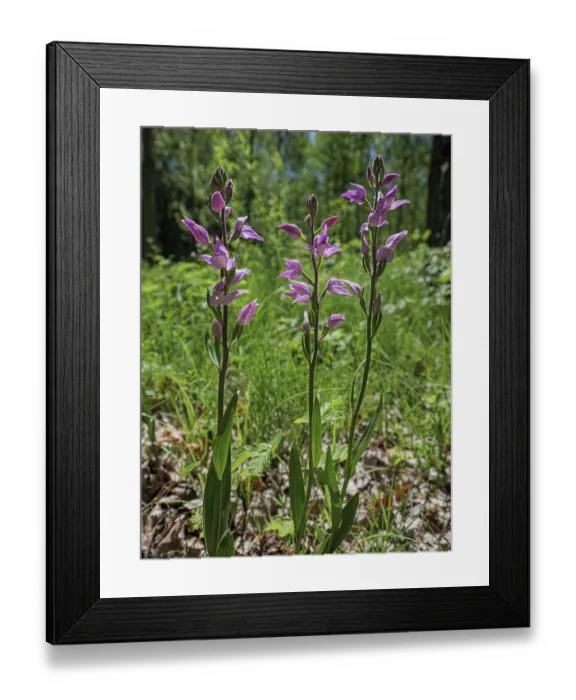 Framed Print : Red helleborine (Cephalanthera rubra) in flower, Piediluco, Umbria, Italy. July Framed Print : Red helleborine (Cephalanthera rubra) in flower, Piediluco, Umbria, Italy. July