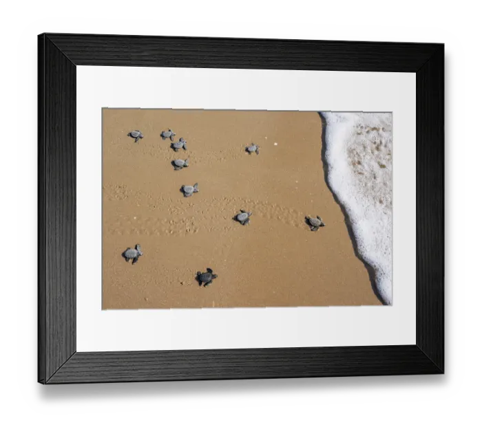 Framed Print : Kemp's ridley turtle (Lepidochelys kempii) hatchlings making their way to the sea, Rancho Nuevo Sea Turtle Sanctuary, Tamaulipas, Mexico. Critically endangered Framed Print : Kemp's ridley turtle (Lepidochelys kempii) hatchlings making their way to the sea, Rancho Nuevo Sea Turtle Sanctuary, Tamaulipas, Mexico. Critically endangered