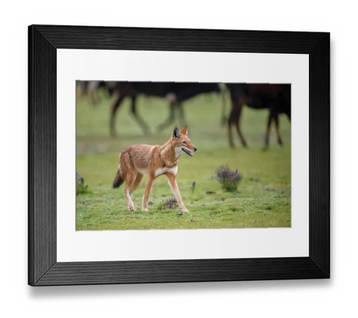 Framed Print : Ethiopian wolf (Canis simensis) walking on grassland with domestic cattle herd behind, Bale Mountains National Park, Ethiopia. Endangered