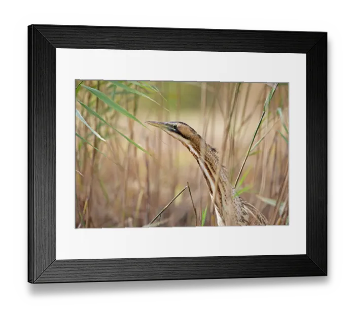 Framed Print : Bittern (Botaurus stellaris) among reeds, head portrait, Suffolk, England, UK. November Framed Print : Bittern (Botaurus stellaris) among reeds, head portrait, Suffolk, England, UK. November