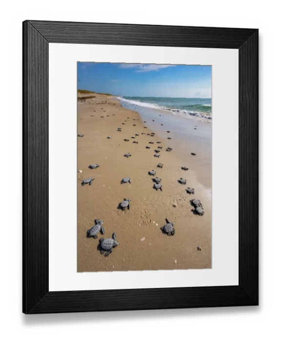 Framed Print : Kemp's ridley turtle (Lepidochelys kempii) hatchlings making their way to the sea, Rancho Nuevo Sea Turtle Sanctuary, Tamaulipas, Mexico. Critically endangered Framed Print : Kemp's ridley turtle (Lepidochelys kempii) hatchlings making their way to the sea, Rancho Nuevo Sea Turtle Sanctuary, Tamaulipas, Mexico. Critically endangered