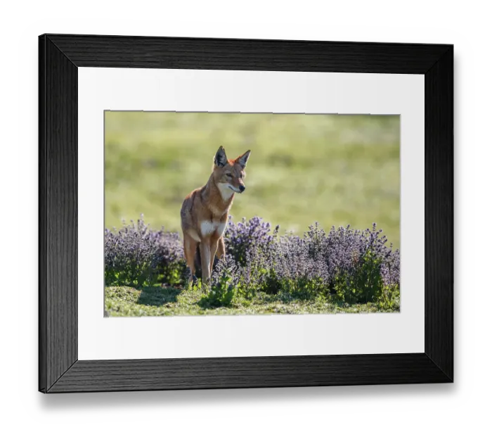 Framed Print : Ethiopian wolf (Canis simensis) standing in Rift Valley sage (Salvia merjamie). Bale Mountains National Park, Ethiopia. Endangered Framed Print : Ethiopian wolf (Canis simensis) standing in Rift Valley sage (Salvia merjamie). Bale Mountains National Park, Ethiopia. Endangered